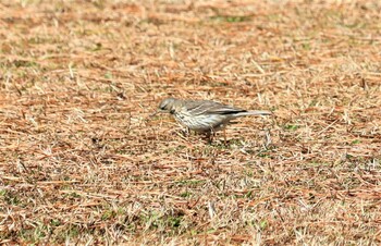 タヒバリ 遠州灘海浜公園 2022年2月20日(日)