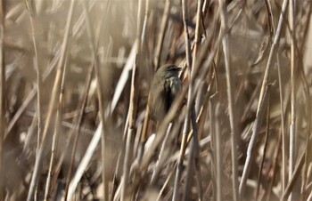 ウグイス 愛知県,知多郡南知多町 2022年2月12日(土)