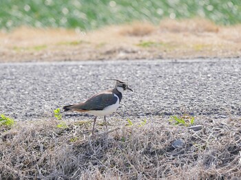 タゲリ 佐賀県白石町の干拓地 2022年2月20日(日)