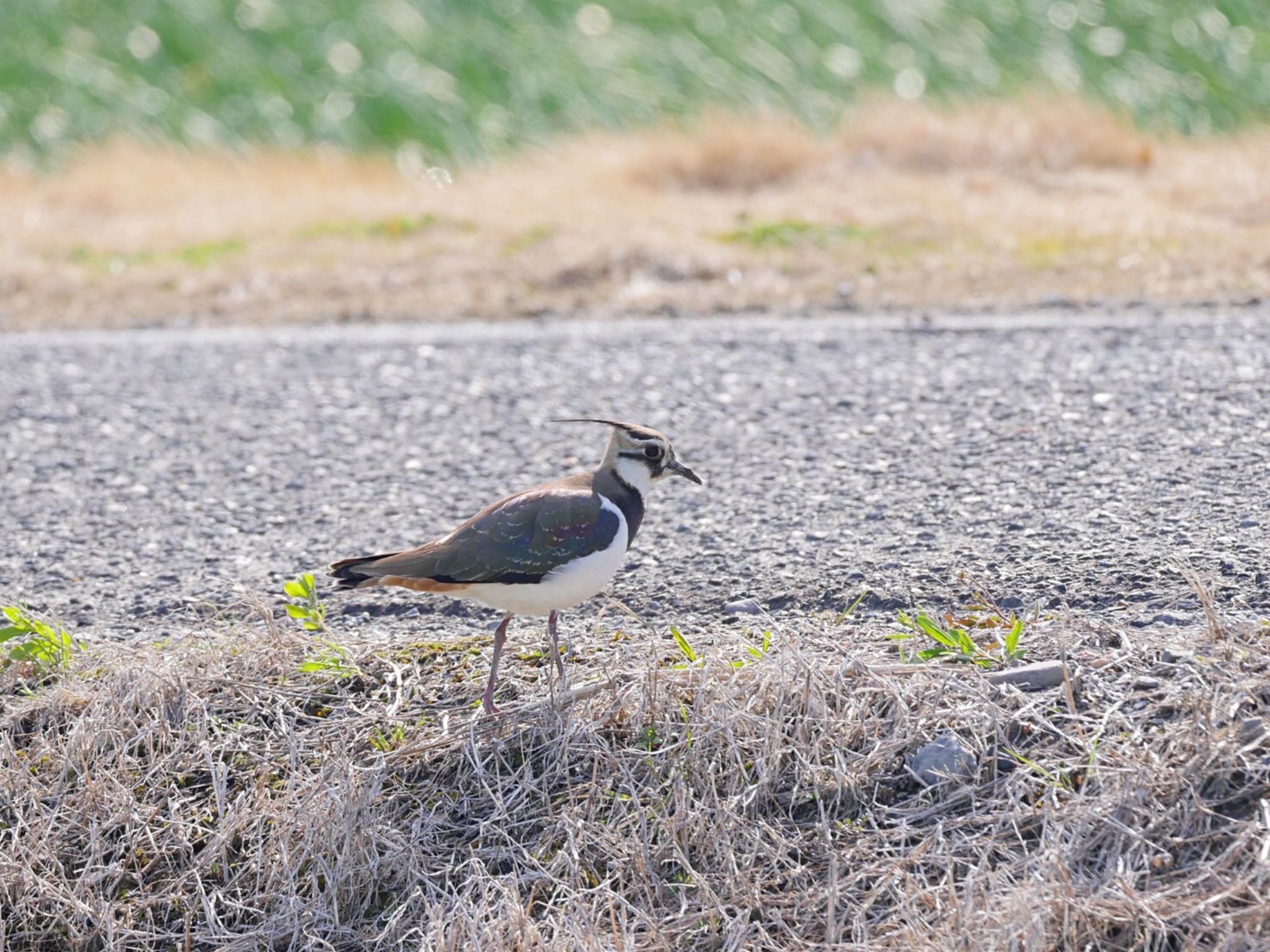 Photo of Northern Lapwing at 佐賀県白石町の干拓地 by クロやん