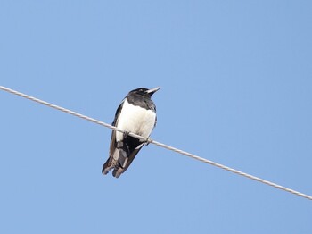 2022年2月20日(日) 佐賀県白石町の干拓地の野鳥観察記録