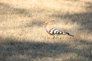 Eurasian Hoopoe 遠州灘海浜公園 Sun, 2/20/2022