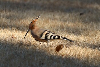 Sun, 2/20/2022 Birding report at 遠州灘海浜公園