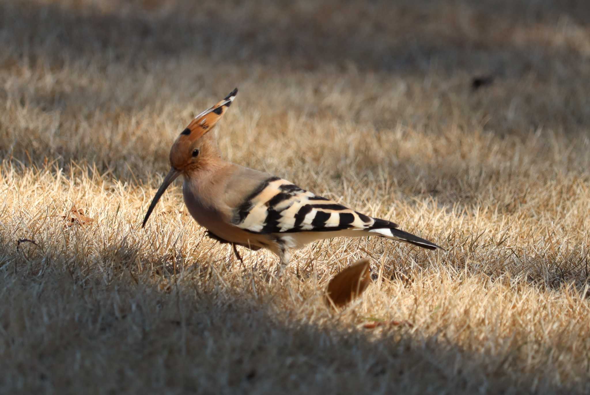 Eurasian Hoopoe