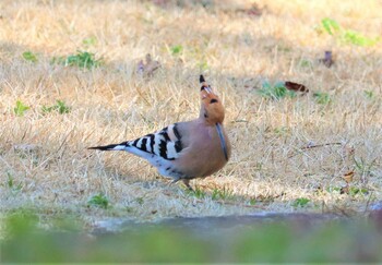 Eurasian Hoopoe 遠州灘海浜公園 Sun, 2/20/2022