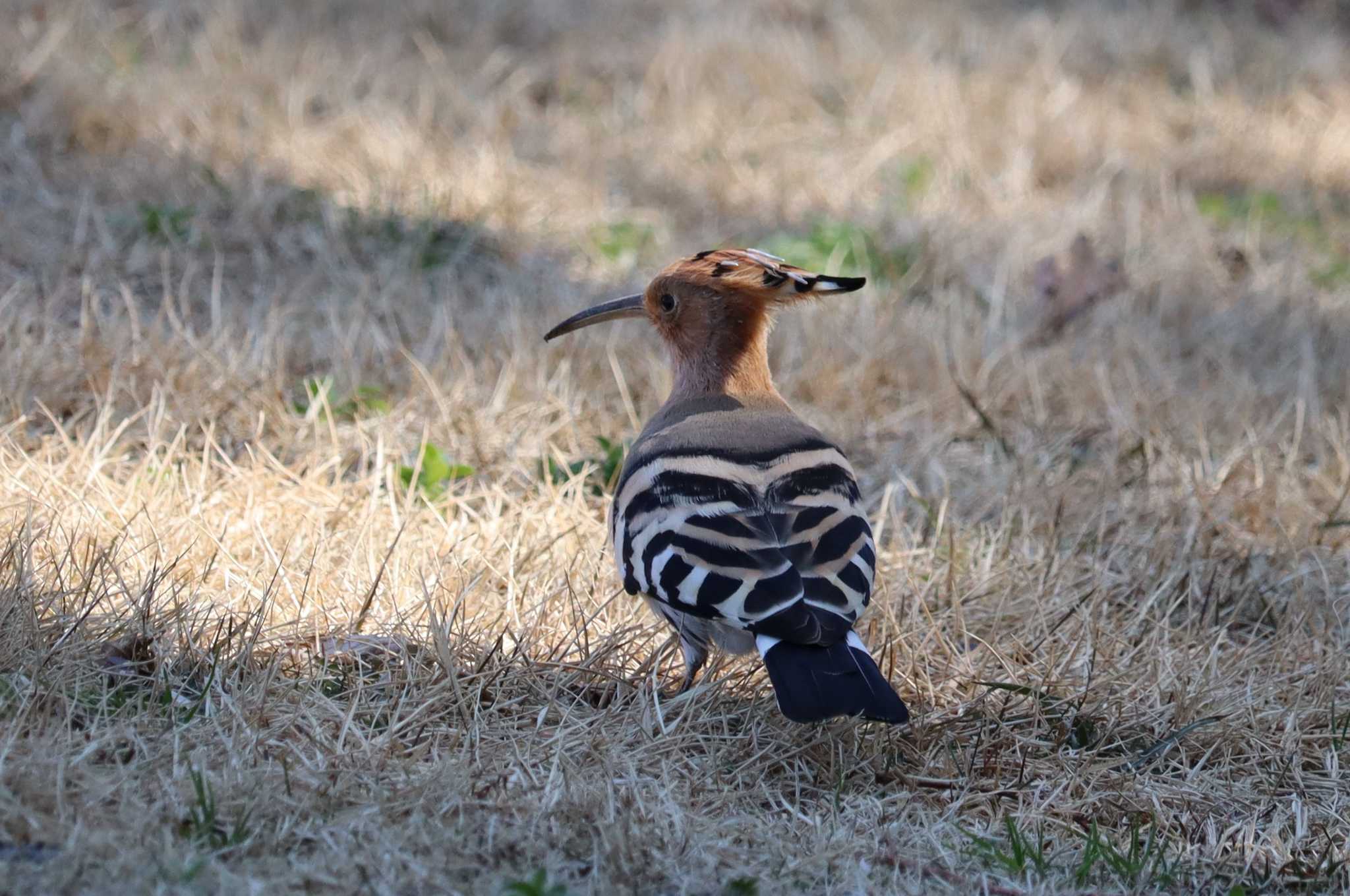 Eurasian Hoopoe