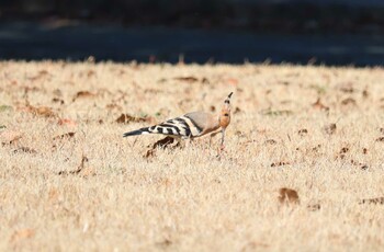 Eurasian Hoopoe 遠州灘海浜公園 Sun, 2/20/2022