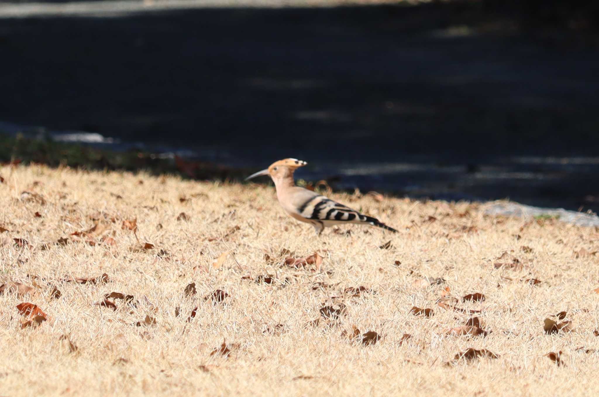 Eurasian Hoopoe