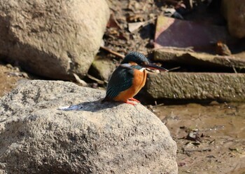 カワセミ 旭公園 2022年1月27日(木)