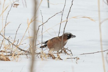 Eurasian Jay Kejonuma Swamp Thu, 2/24/2022