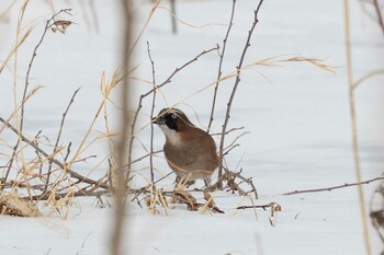 Eurasian Jay Kejonuma Swamp Thu, 2/24/2022