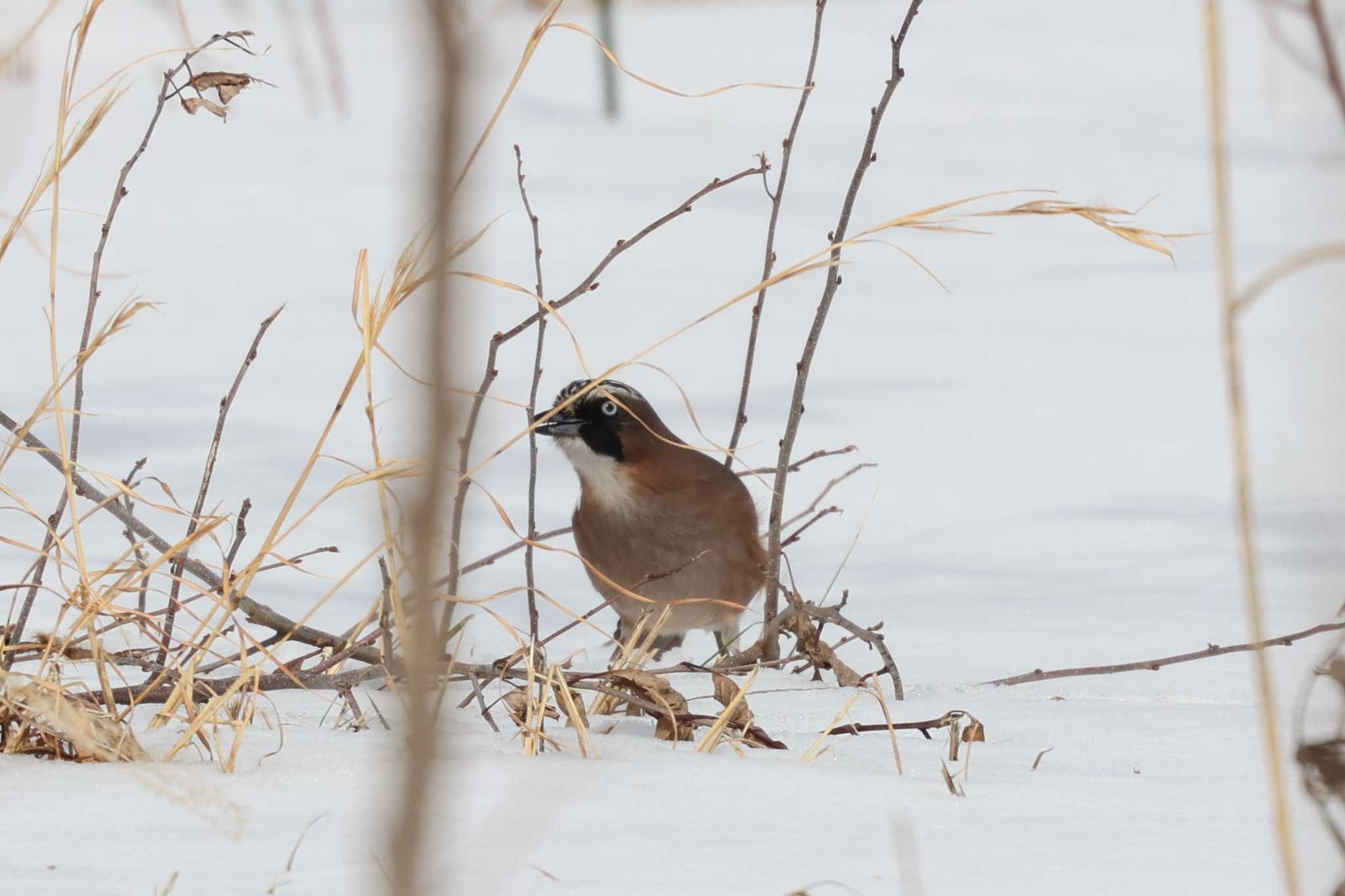 Photo of Eurasian Jay at Kejonuma Swamp by トビトチヌ