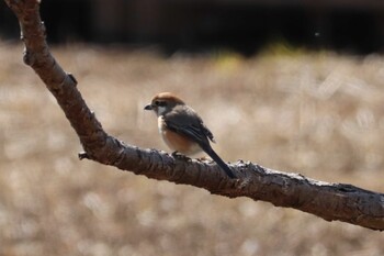 Bull-headed Shrike 浮島ヶ原自然公園 Wed, 2/23/2022