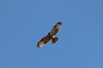 Eastern Buzzard 浮島ヶ原自然公園 Wed, 2/23/2022