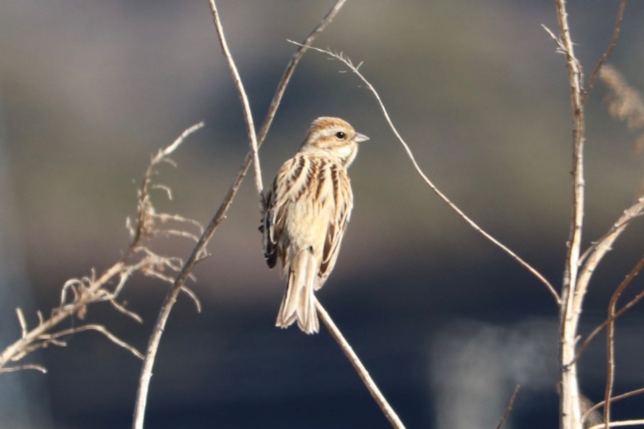 Common Reed Bunting