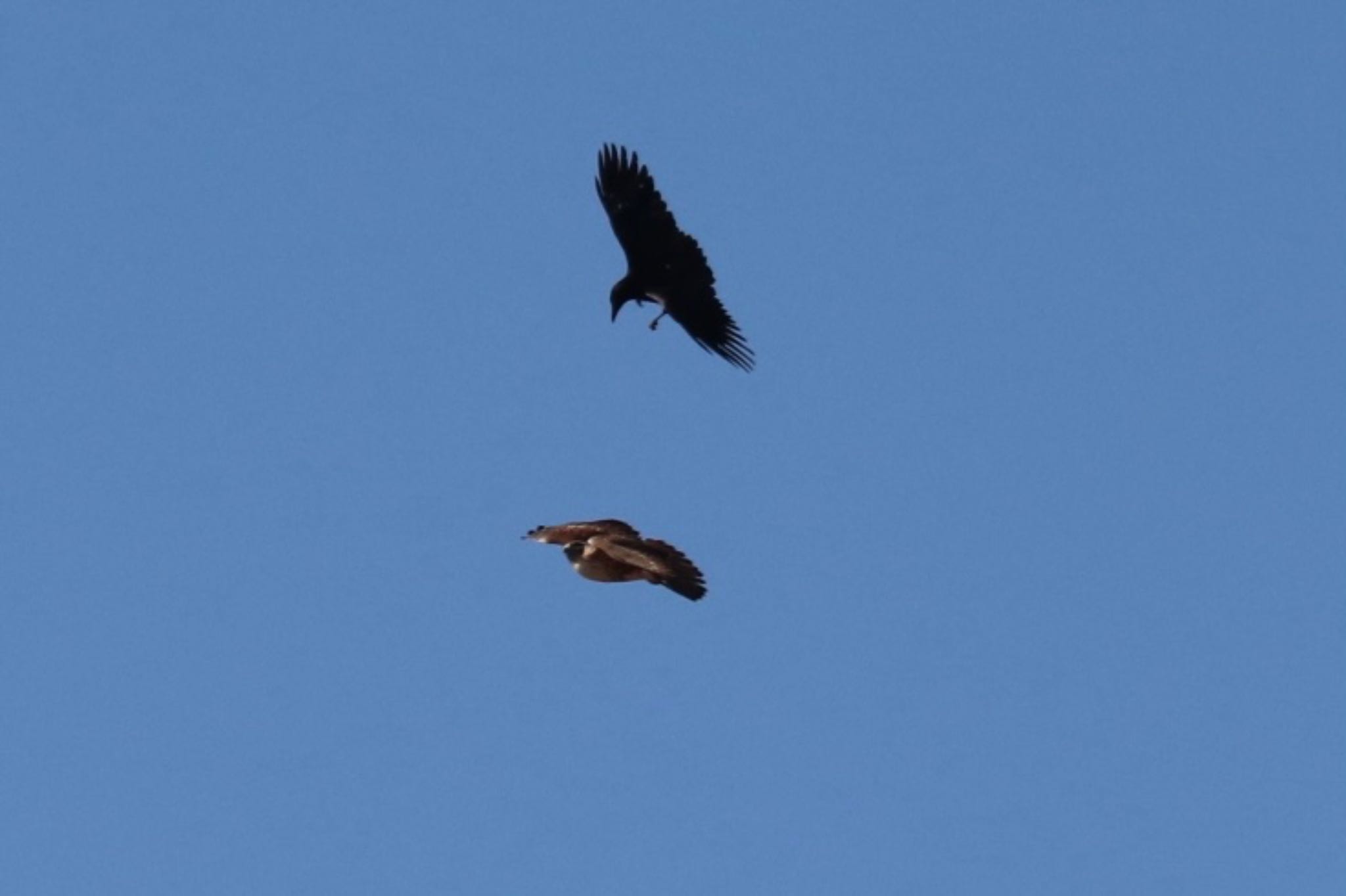 Photo of Carrion Crow at 浮島ヶ原自然公園 by monsuke