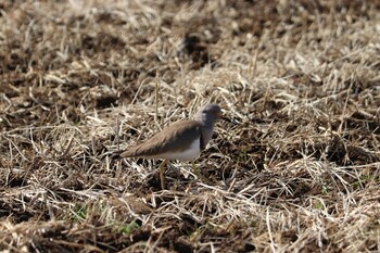 Grey-headed Lapwing 浮島ヶ原自然公園 Wed, 2/23/2022