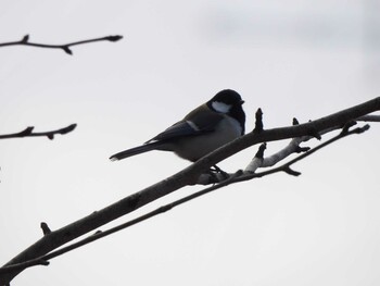 2022年2月5日(土) 伊佐沼の野鳥観察記録