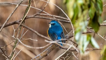 Red-flanked Bluetail 栗東市 Thu, 2/24/2022