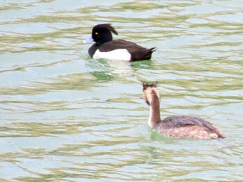 カンムリカイツブリ 山崎川 2022年2月23日(水)