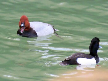 2022年2月23日(水) 山崎川の野鳥観察記録