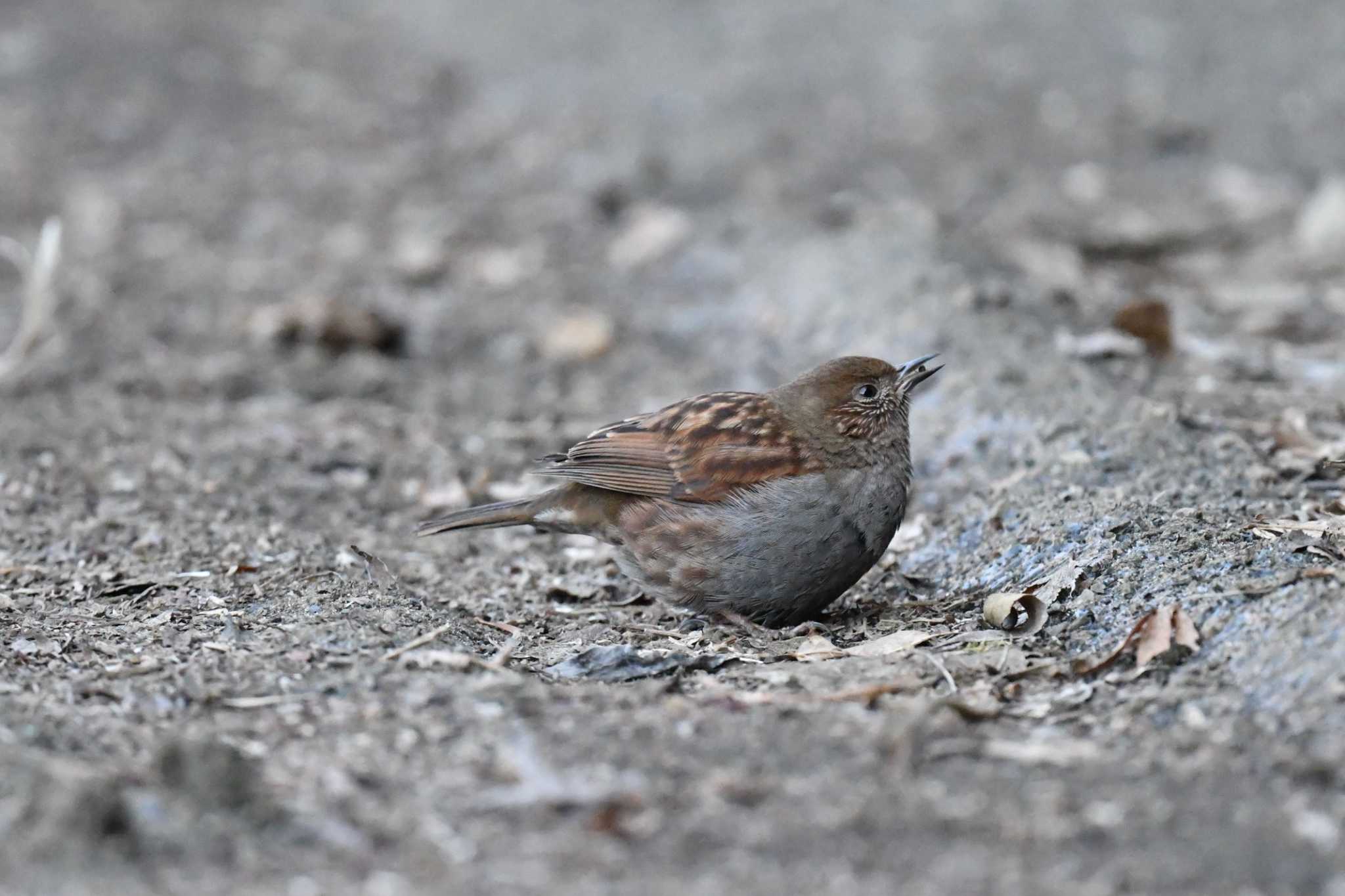 Photo of Japanese Accentor at Hayatogawa Forest Road by tantan