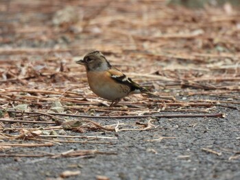 2022年1月30日(日) 早戸川林道の野鳥観察記録