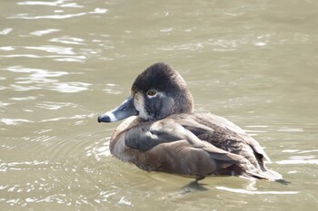 2022年2月24日(木) こども自然公園 (大池公園/横浜市)の野鳥観察記録