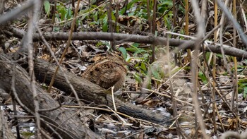 Eurasian Woodcock Unknown Spots Thu, 2/24/2022