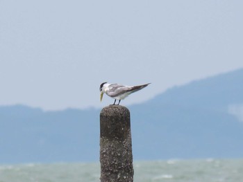 オオアジサシ 愛知県 撮影日未設定