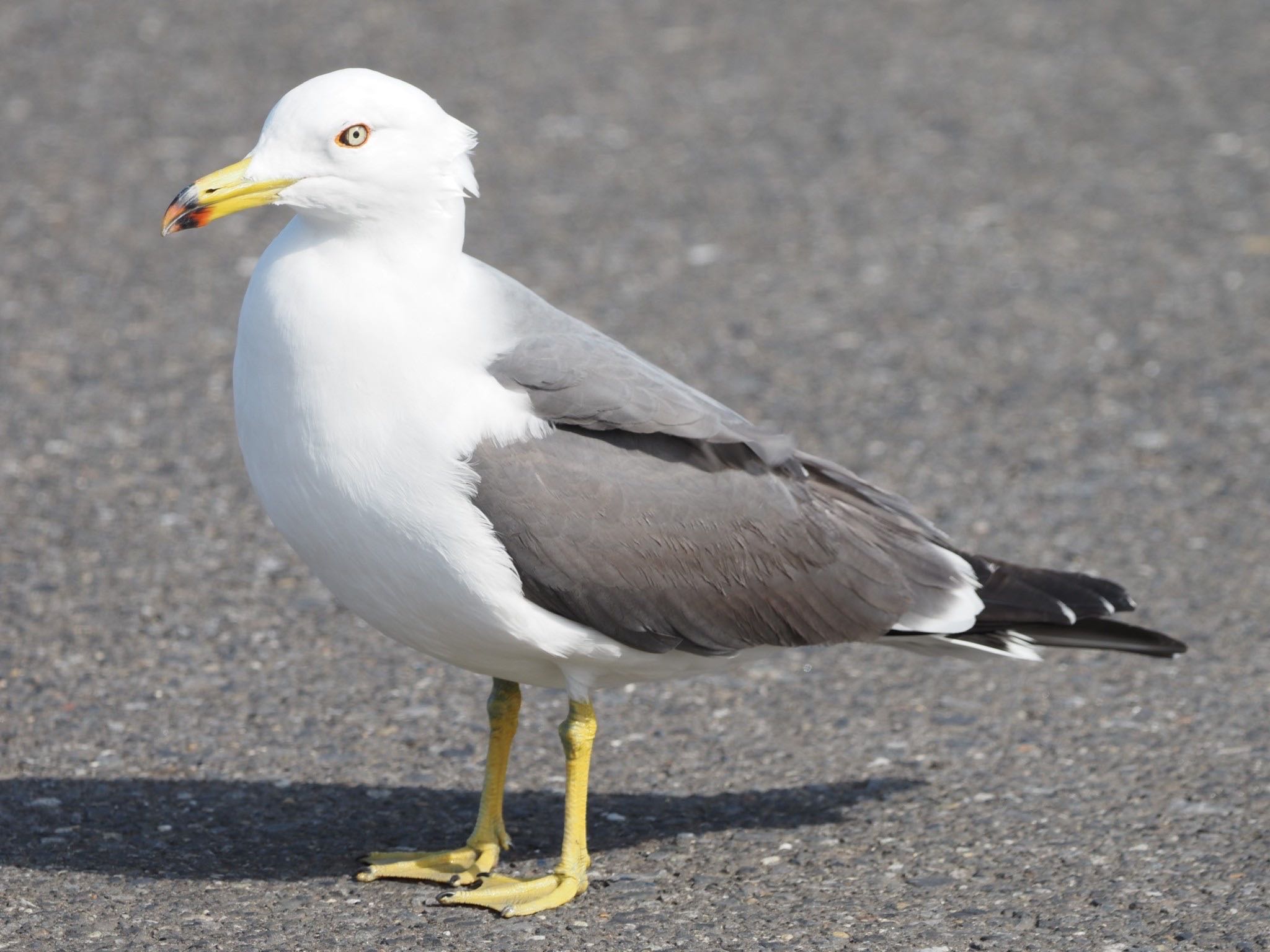 銚子漁港 ウミネコの写真 by ぽぽぽ