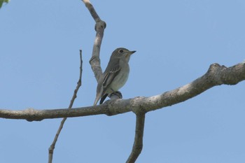 2017年9月24日(日) 滋賀県希望が丘文化公園の野鳥観察記録