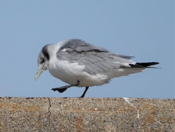 Wed, 2/23/2022 Birding report at Choshi Fishing Port