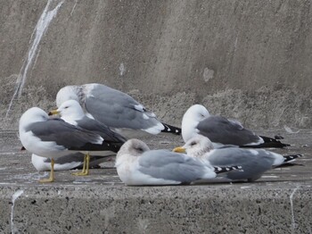 カナダカモメ 銚子漁港 2022年2月23日(水)