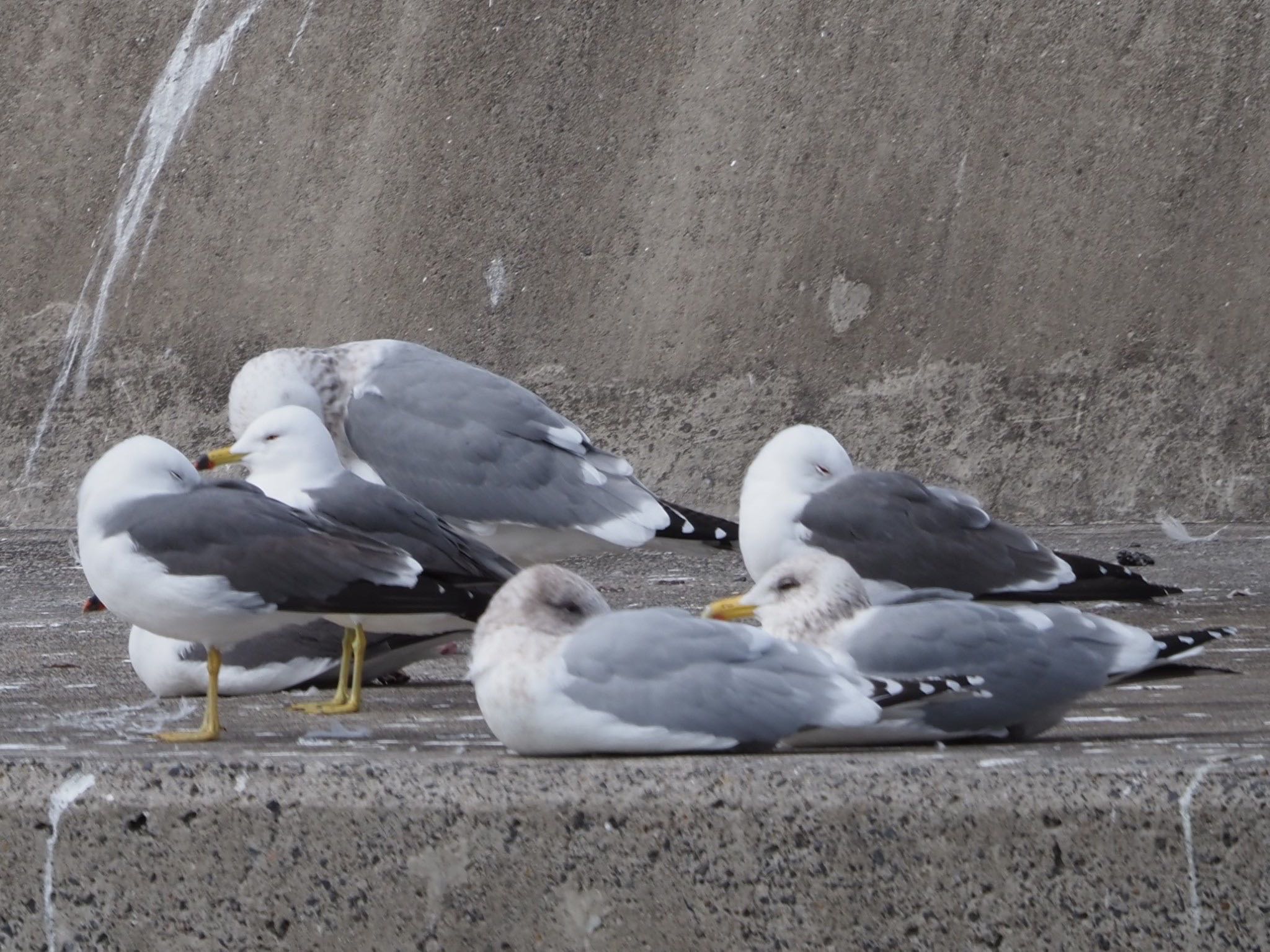 銚子漁港 カナダカモメの写真 by ぽぽぽ