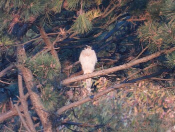 2021年12月4日(土) 葛西臨海公園の野鳥観察記録