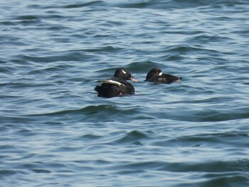 2021年11月20日(土) ふなばし三番瀬海浜公園の野鳥観察記録