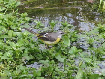 2022年2月19日(土) 黒目川(小平〜東久留米)の野鳥観察記録