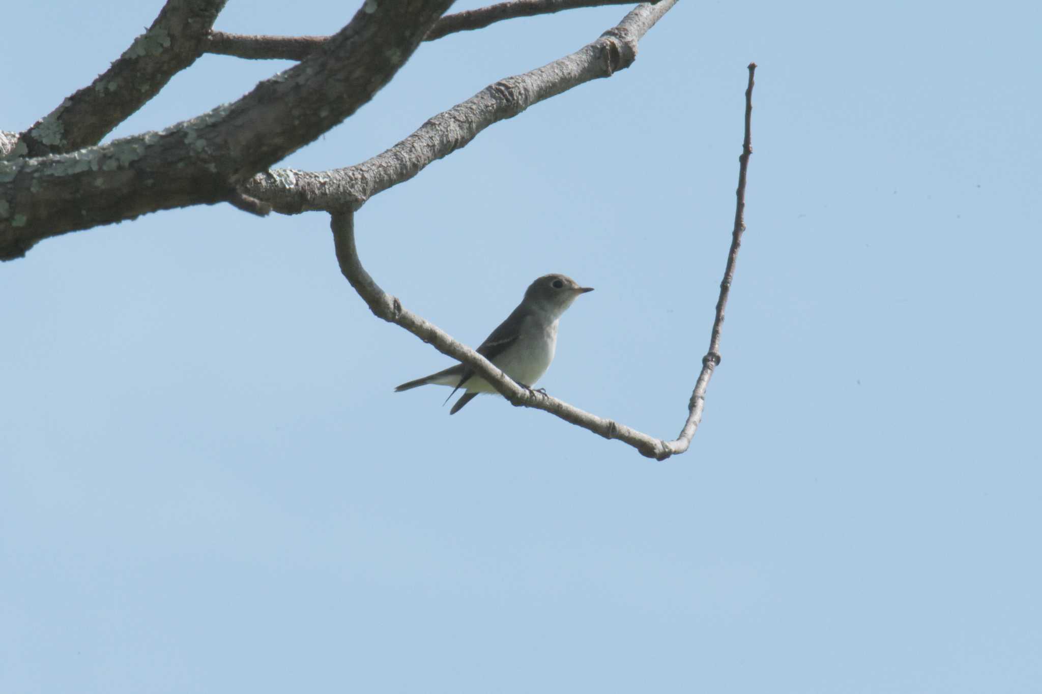 滋賀県希望が丘文化公園 コサメビタキの写真