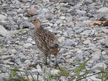 Green Pheasant あきる野市切欠付近秋川 Unknown Date