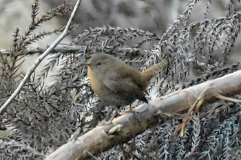 ミソサザイ 兵庫県立ゆめさきの森公園 2022年2月24日(木)