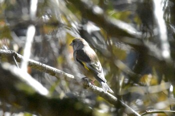 オオカワラヒワ 兵庫県立ゆめさきの森公園 2022年2月24日(木)