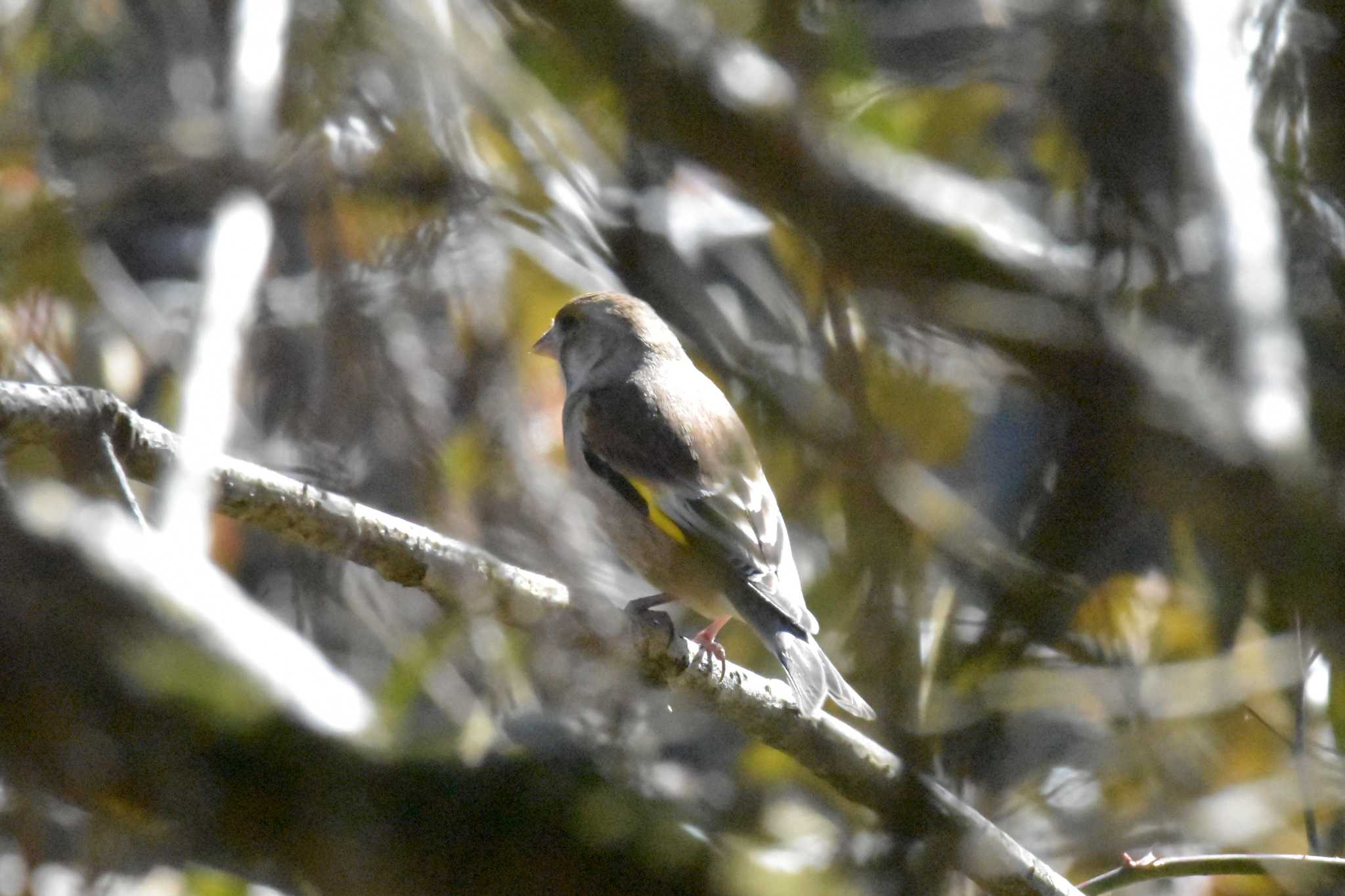 Photo of Oriental Greenfinch(kawarahiba) at 兵庫県立ゆめさきの森公園 by Shunsuke Hirakawa