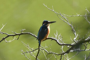 Common Kingfisher 兵庫県立ゆめさきの森公園 Thu, 2/24/2022