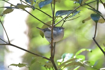 ウグイス 兵庫県立ゆめさきの森公園 2022年2月24日(木)