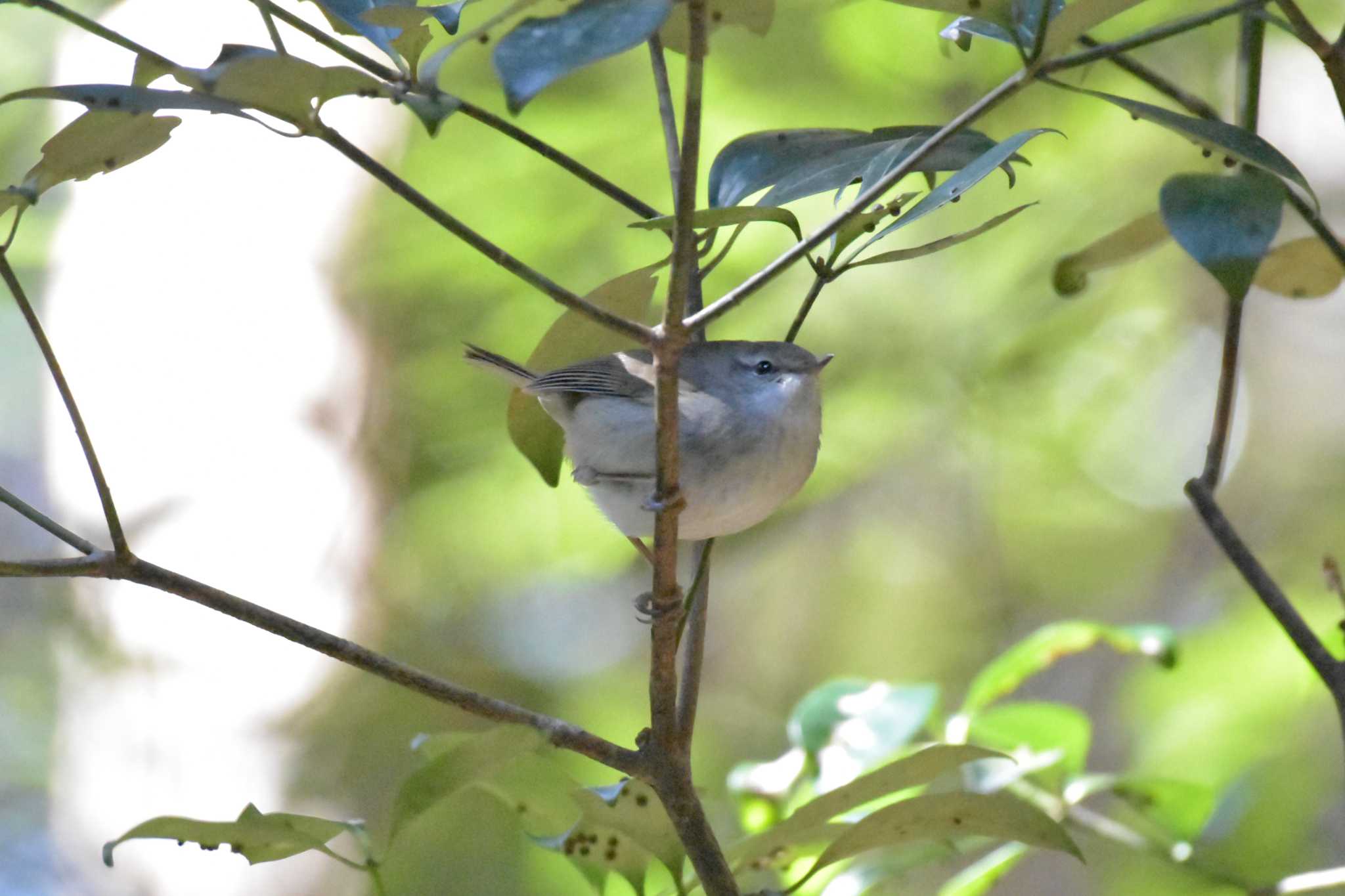 Photo of Japanese Bush Warbler at 兵庫県立ゆめさきの森公園 by Shunsuke Hirakawa