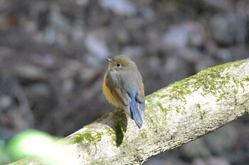 ルリビタキ 兵庫県立ゆめさきの森公園 2022年2月24日(木)