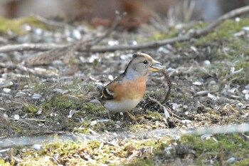 Brambling 兵庫県立ゆめさきの森公園 Thu, 2/24/2022