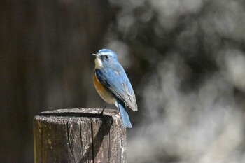 ルリビタキ 兵庫県立ゆめさきの森公園 2022年2月24日(木)