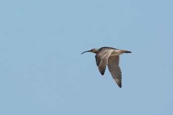 Eurasian Whimbrel 雲出川河口 Tue, 9/26/2017